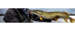 🦈 Selección para pesca de depredadores
